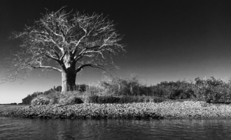 Baobab