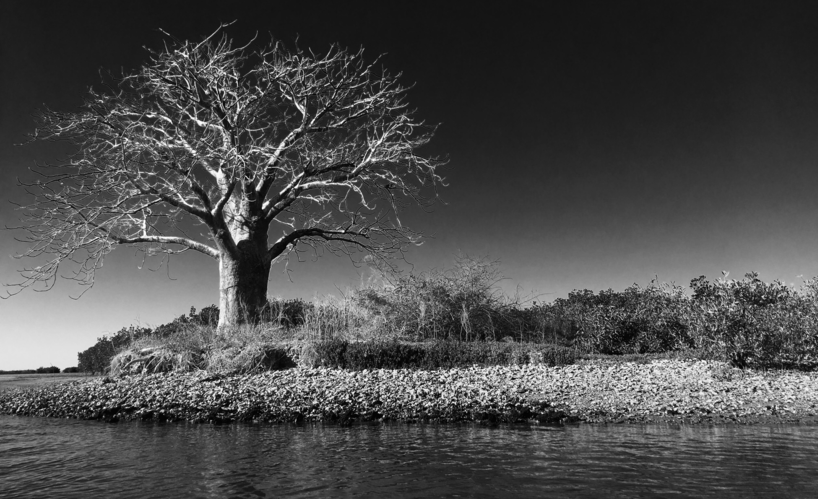 Baobab